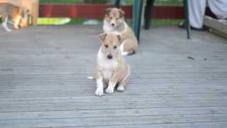 Smooth Collie PUPPIES  5 weeks [upl. by Mad312]