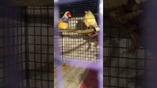 Gouldian Finch Singing And Dancing youtubeshorts viralshorts gouldianfinch [upl. by Primrose]