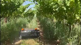 Optimizing Orchard Maintenance VTLM800 RemoteControlled Mower Demonstrates Excellence [upl. by Akimat]