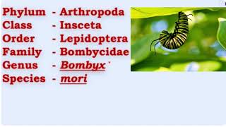 Bombyx mori Classification Life cycle egg larva pupa and adult stages [upl. by Einnaffit683]