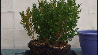 Boxwood forest bonsai 1 [upl. by Linehan]