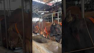 Sadeeq Agro New Collections for 2025  reels bull trending bulllovers viral cattle animals [upl. by Redlac344]