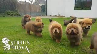 Happy tibetan mastiff puppies catching their master [upl. by Adiazteb933]