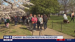 Cherry Blossom Festival kicks off with trees in peak bloom [upl. by Quartet]