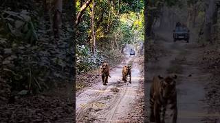 Powerful tiger pair from Pilibhit Tiger Reserve S3 and Naina tiger bigcats pilibhittigerreserve [upl. by Enybor475]