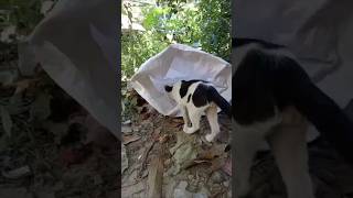 How to hunt a tiger inside the forest fannycomedy trending shortfeed funny comedyfilms shorts [upl. by Airda]