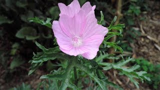 Growing Malva Moschata An Uncommon and Underutilized Permaculture Plant [upl. by Sloane515]