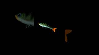 Rapala Super Shadow Rap Glide fishing pesca rapala [upl. by Tteragram966]