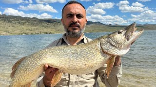 PİKE HUNTİNG BİG PİKE 1METRE 75KG UNDER WATER PİKE ATTACK [upl. by Zap970]