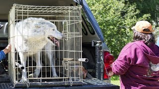 This Lonely Wolf Was Caged In A Roadside Zoo For Years Then He Finally Saw A Friendly Face [upl. by Betta]