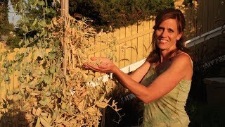 Saving Seeds from Sugar Snap Peas [upl. by Efi]