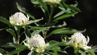 bees pollinating waratahs 05x [upl. by Aman]