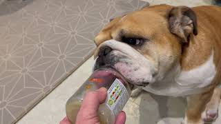 Birdie the English Bulldog licking a honey jar  ASMR [upl. by Evans50]