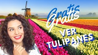 VER LOS CAMPOS DE TULIPANES GRATIS [upl. by Madox424]