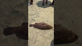 Hamour fish at Vizhinjam Harbour 🐟 harbour hamour fish fishing kerala india [upl. by Nottus]