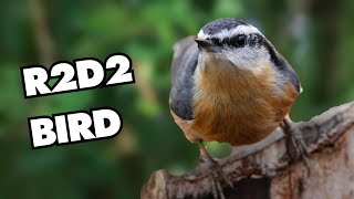 The Most Adorable Redbreasted Nuthatch Sounds Ever  Lentils Chatty Cuteness [upl. by Orlantha]