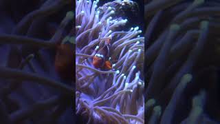 Anemones and Clownfish learn anemones clownfish aquaticlife dallasaquarium [upl. by Nyladnewg]