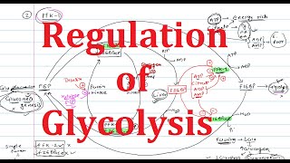 5 Glycolysis Regulation  Explained Simply  Hexokinase Phosphofructokinase PFK Pyruvate Kinase [upl. by Hehre]