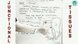 Heart Junctional tissues cardiovascular system AS node AV node theacademia8287 [upl. by Ennayd]