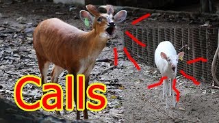 This video show rare sounds of Barking deer [upl. by Mellette]