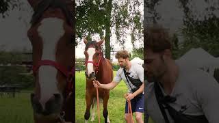 Comment apprendre la cession de nuque horse chevalpassion cheval [upl. by Neddra]