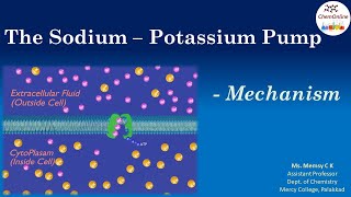 The SodiumPotassium NaK ATPase Pump  Active Transport [upl. by Thorpe]