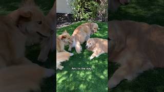 My dog as a socially awkward third wheel 😂 dogshorts goldenretriever funnydog relatable [upl. by Joye]