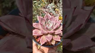 echeveria romeo echeveria suculenta [upl. by Perrie710]