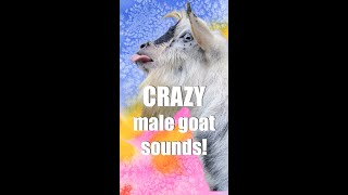 FUNNIEST Male Goat Sounds [upl. by Strong]