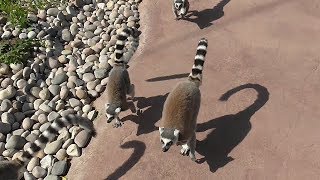 Lemur walkthrough habitat  Madagascar zone  Chester Zoo [upl. by Joslyn]