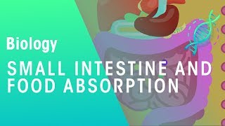 Small intestine and food absorption  Physiology  Biology  FuseSchool [upl. by Eiralav]