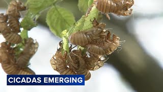 Cicada emergence begins in parts of Chicago area Dont be alarmed [upl. by Murry941]