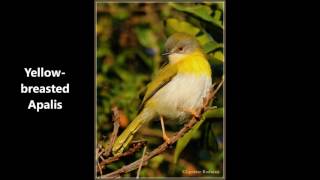 Yellow breasted Apalis call [upl. by Noffihc]