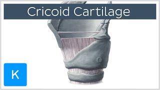 Cricoid Cartilage Function and Overview  Human Anatomy  Kenhub [upl. by Acinomad]