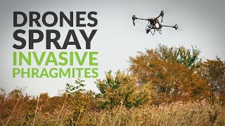 Spray Drones Target Invasive Phragmites at Missouri State Park [upl. by Ahsar855]