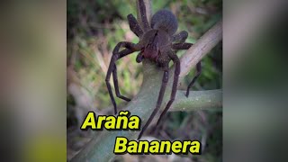 La Araña Bananera 🕷🍌🇵🇾 [upl. by Ellett]