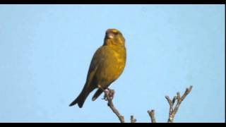 Verdier dEurope et son chant  European greenfinch singing  Chloris chloris [upl. by Long]