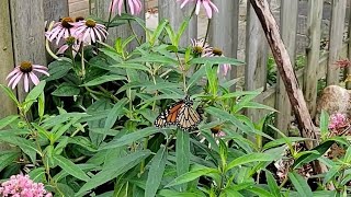 monarch butterfly laying eggs [upl. by Atekram824]