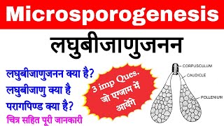 लघुबीजाणुजनन  microsporogenesis in hindi  laghu bijanu Janan  microsporogenesis biology ScienceSK [upl. by Hakkeber]