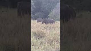 Minneriya national park elephant [upl. by Kinson]