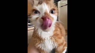 JAROLD read pinned comment viral funny fypシ゚ cat milk [upl. by Laiceps725]