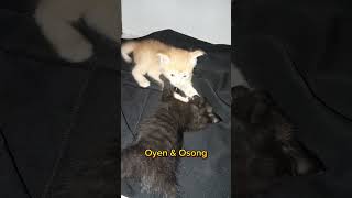 KUCING SULAWESI OYEN DAN OSONG [upl. by Torres]