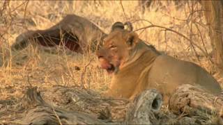 Leones matan a presuntos cazadores furtivos en la reserva de Sibuya Sudáfrica [upl. by Yrailih161]