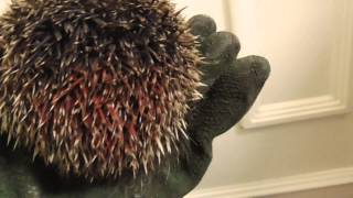 Baby Hedgehog 1purpleamp1red ticks 13mar15 Cambidge UK 248a [upl. by Eigram239]