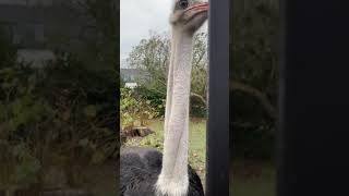 What sound does an ostrich make Welk geluid maakt een struisvogel [upl. by Monk]