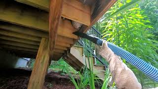 Yellow jackets under front porch removal Brookfield Ma [upl. by Greg]