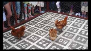 Chicken Shitting Competition in Svaneke Denmark [upl. by Helm]