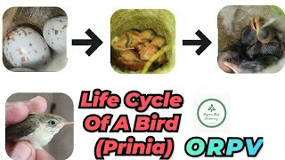 Life Cycle Of Bird Sparrow Nest Eggs Incubation LayingHatchling Fledgling All Stages [upl. by Enaxor412]