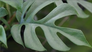 Plant Hunter Stories  Mini Monstera Rhaphidophora tetrasperma  Costa Farms Trending Tropicals® [upl. by Nil]