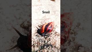 SnailMolluscsLife on earthKids [upl. by Funch]